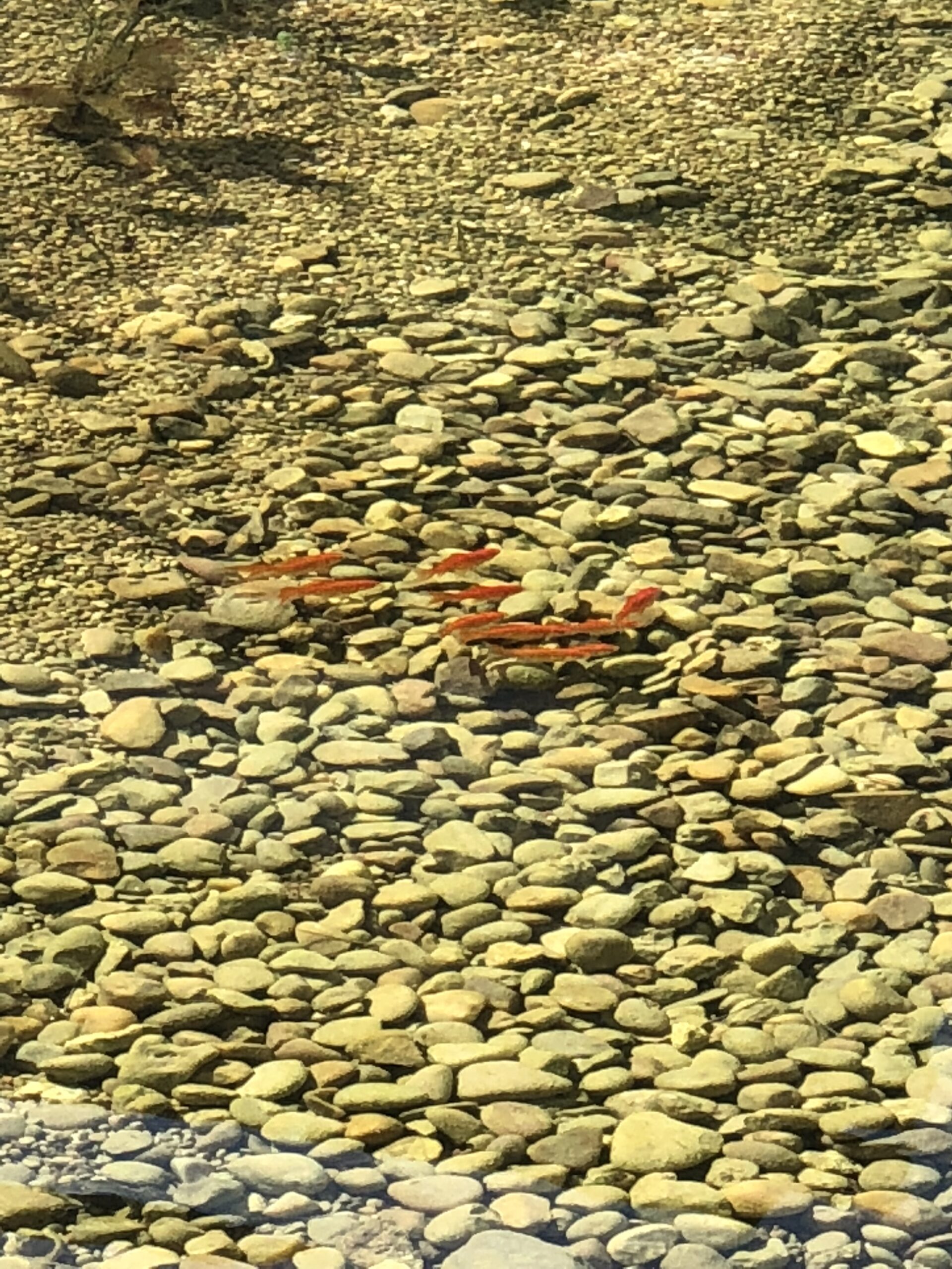pond